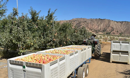 Cuyama Orchards