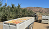 Cuyama Orchards