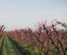 Blossom Bluff Orchards