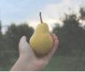 Stillwater Orchards