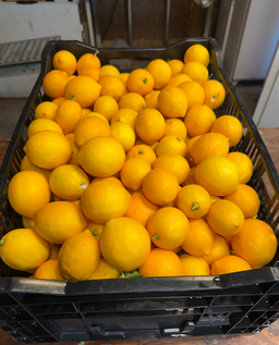 May Ranch Citrus