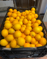 May Ranch Citrus
