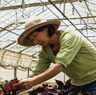 Hikari Farms