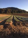 Stehly Farms Organics