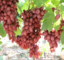 Bravante Family Orchards