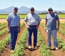 Simoni & Massoni Farms