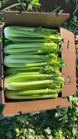 Tropical Growers Direct, LLC