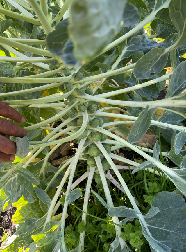 JSM Organics image 10