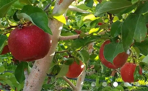 Gilbert Orchards Inc image 2