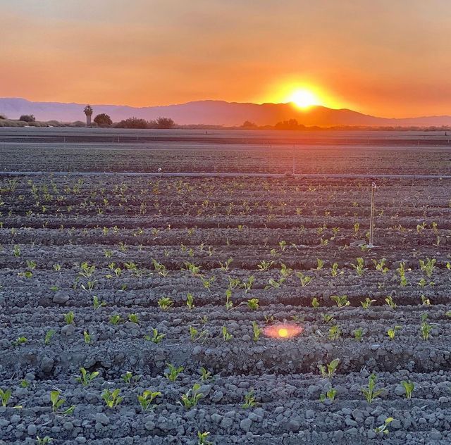 County Line Harvest image 1