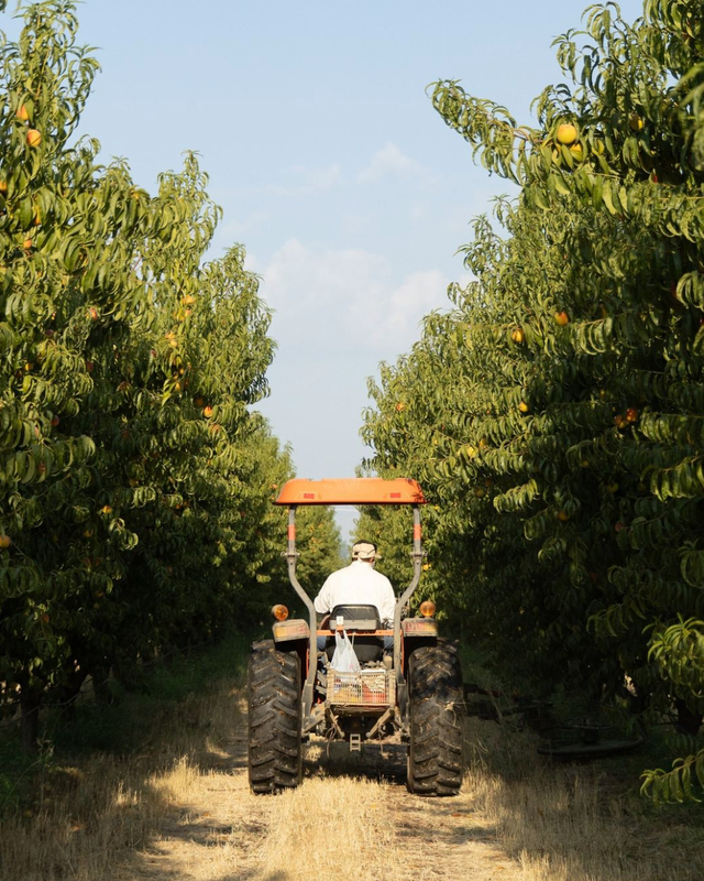 Homegrown Organic Farms image 1