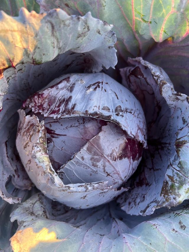 Ambrosio Organic Farm image 8