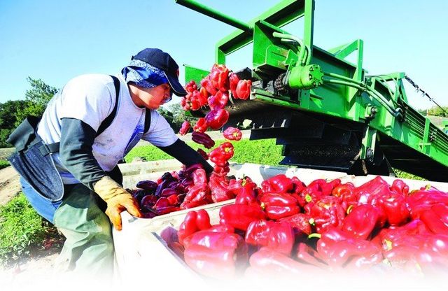 Fiorio Farms image 1