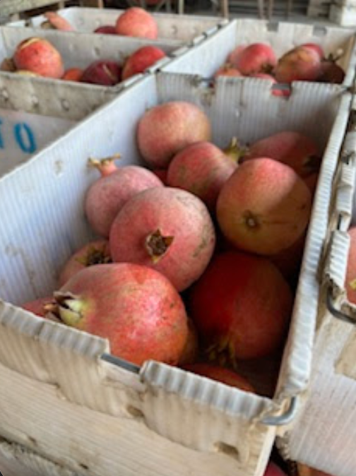 Blossom Bluff Orchards image 13