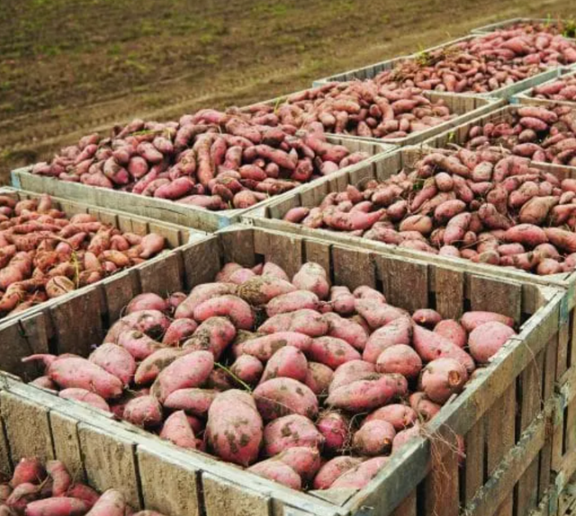 Matthews Ridgeview Farms image 1