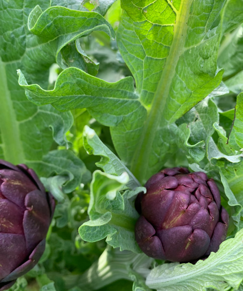 JAS Family Farms Organics image 8