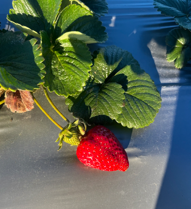 Medina Berry Farm image 6