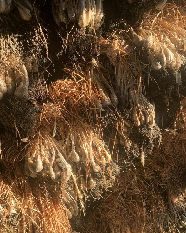 Hikari Farms image 7