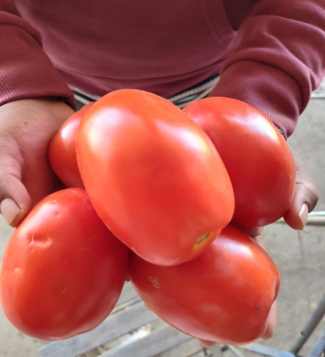 Catalán Farms image 5