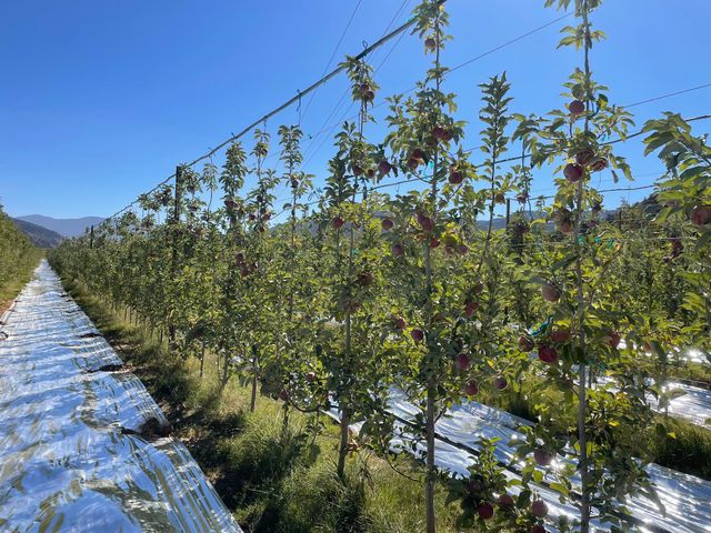 Cuyama Orchards image 4