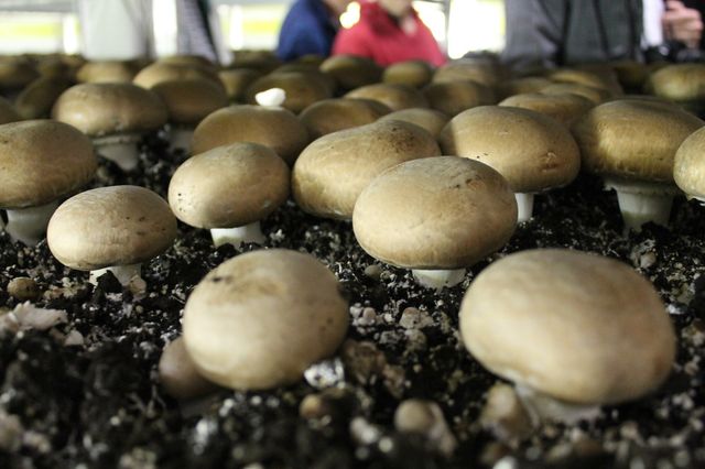 Premier Mushrooms image 1