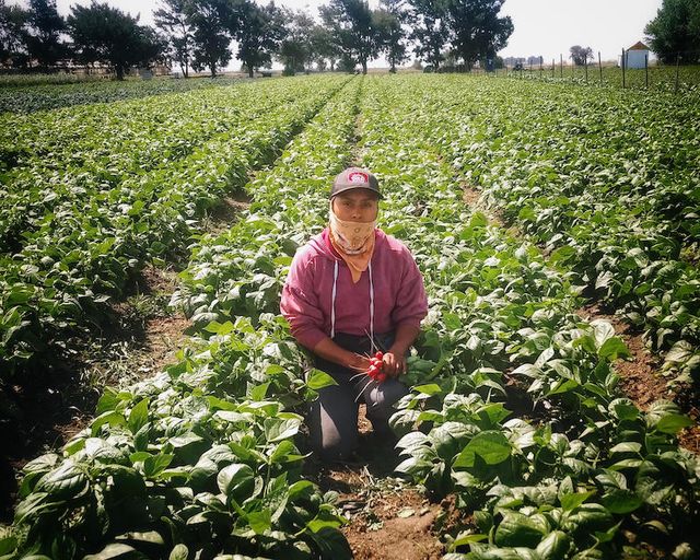 Induchucuiti Organic Farm image 2