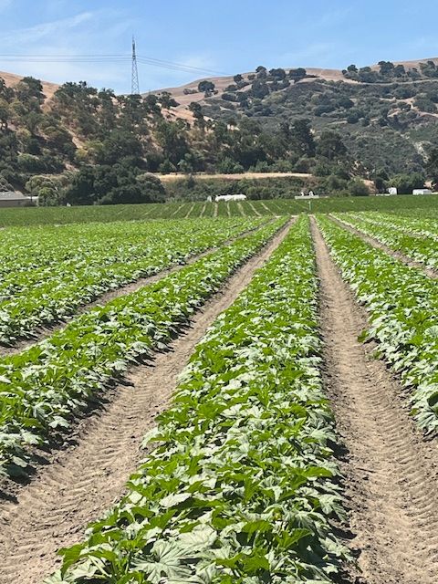 JAS Family Farms Organics image 21