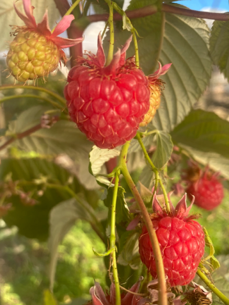 Medina Berry Farm image 5