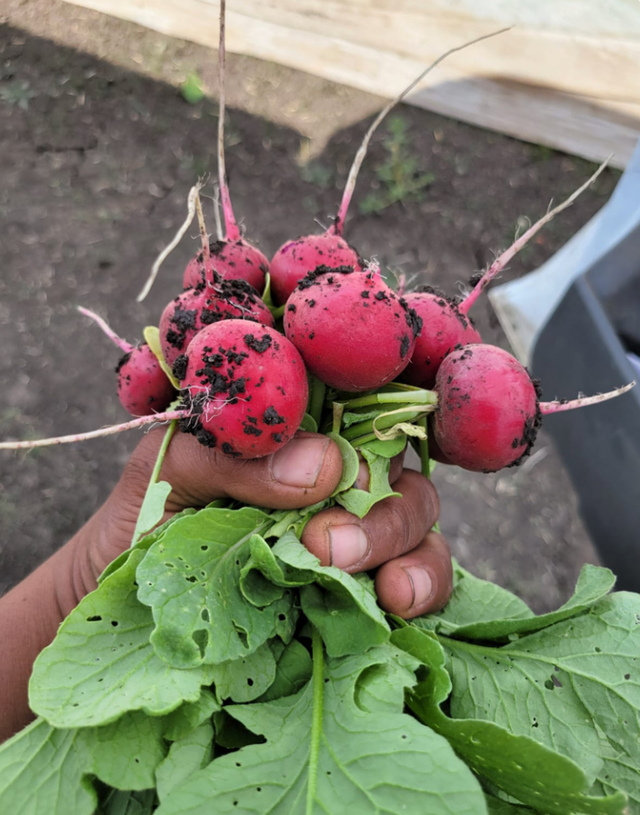 Luna's Farm image 1
