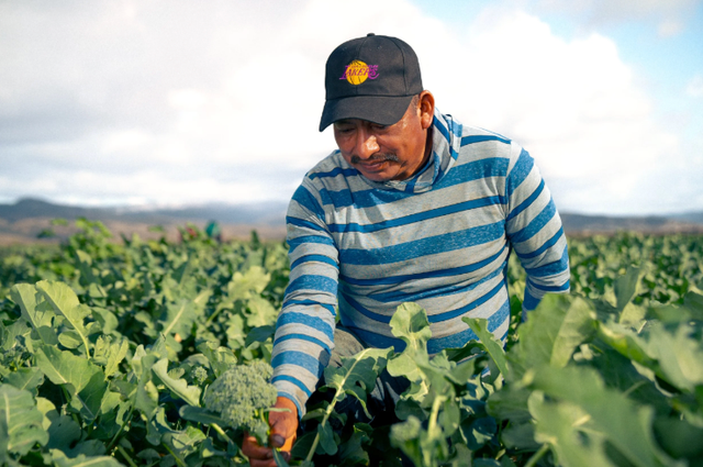 Coyo Organico image 4