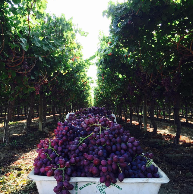 Molly's Grapes & Citrus image 8