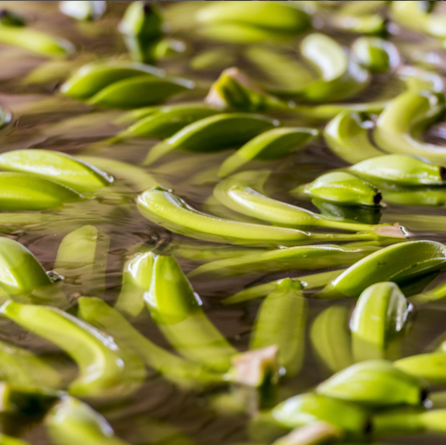 GROW Organics image 10