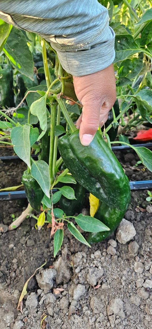 Narci Organic Farm image 13