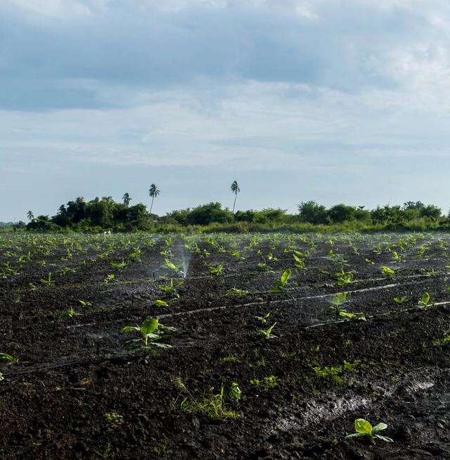 GROW Organics image 6