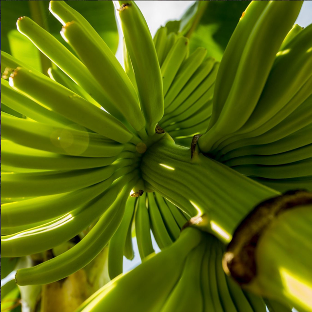 GROW Organics image 14