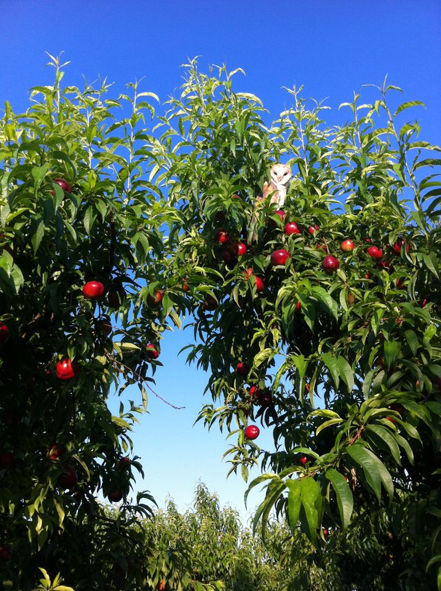 Blossom Bluff Orchards image 7