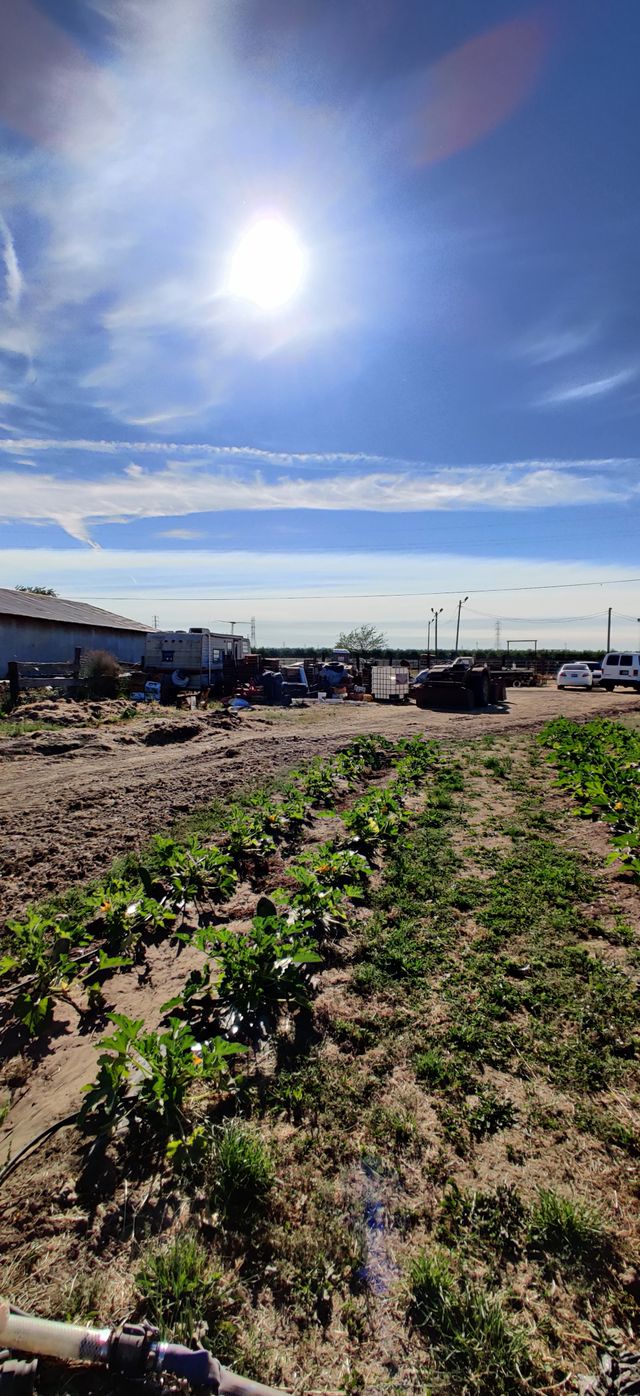 Paradise Farms Nopales image 2