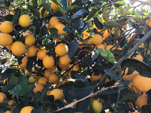 May Ranch Citrus image 2