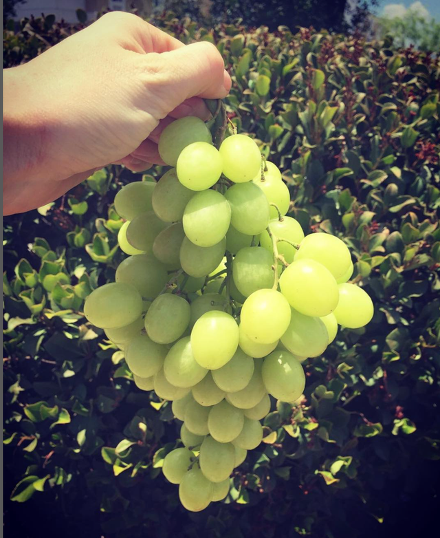 Molly's Grapes & Citrus image 5