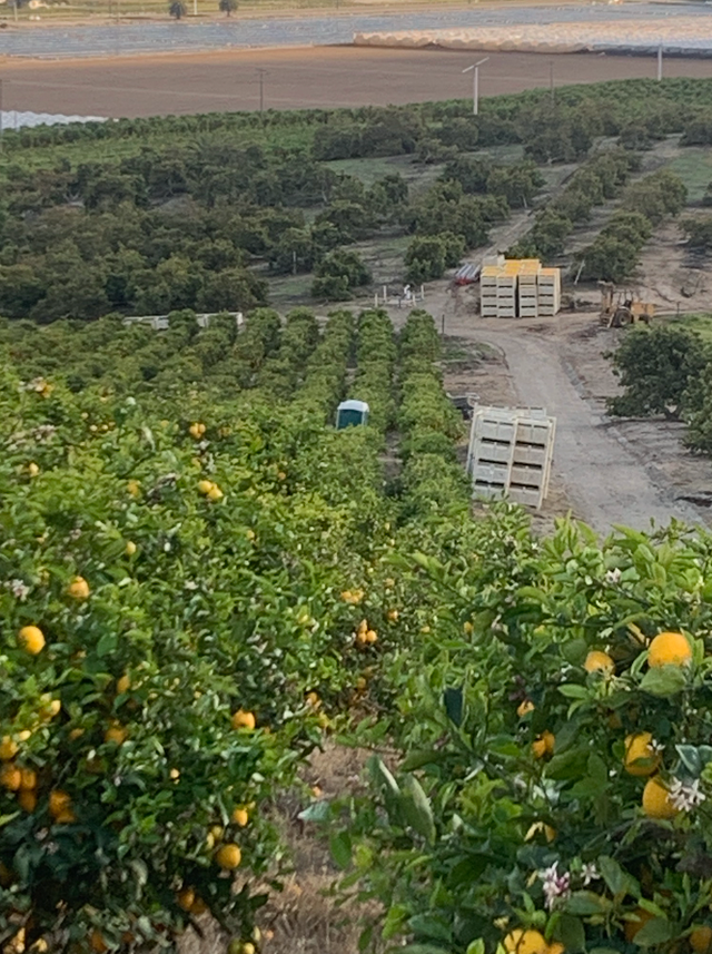 May Ranch Citrus image 3