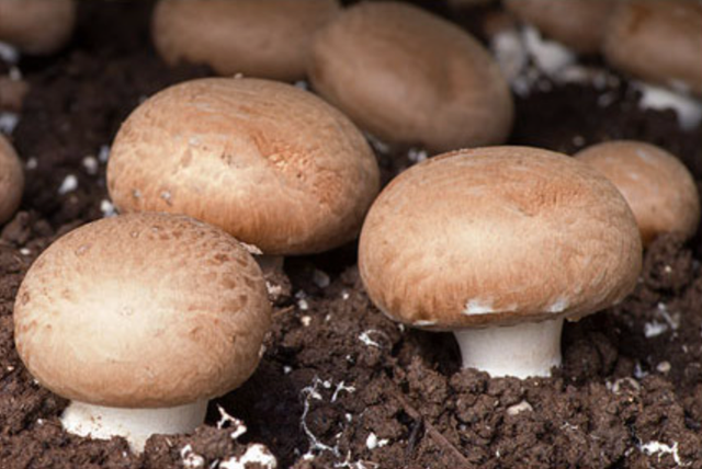 Global Mushrooms image 7