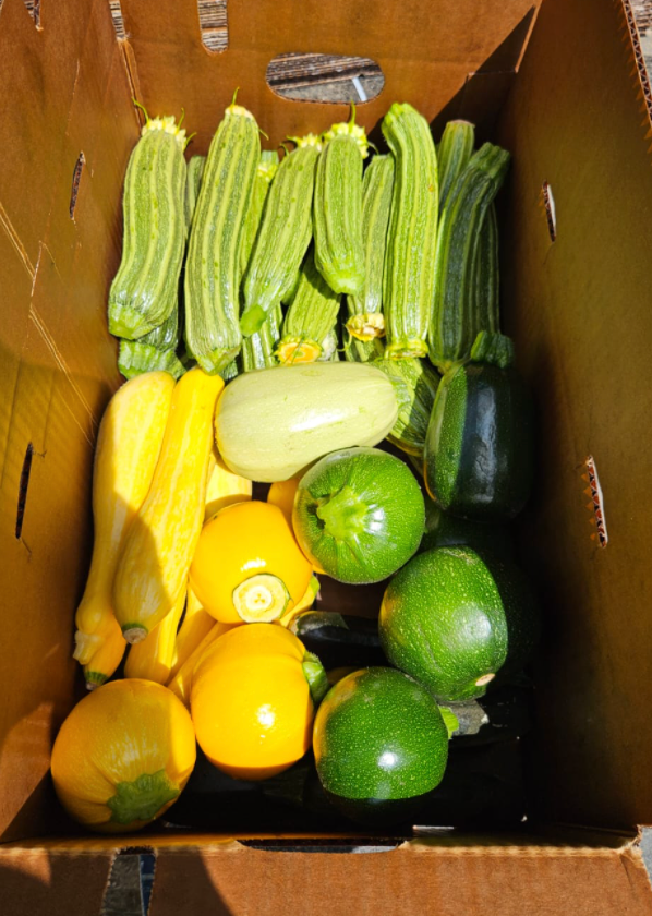 Coronel Produce Farm image 14