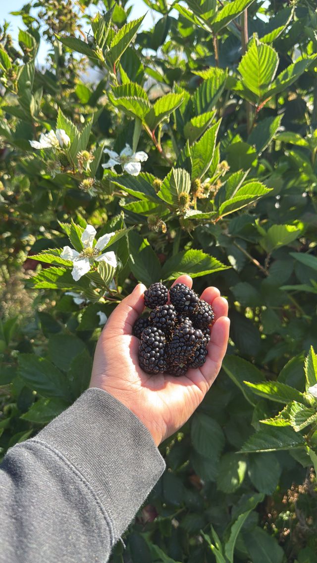 Mimis Organic Farms image 7