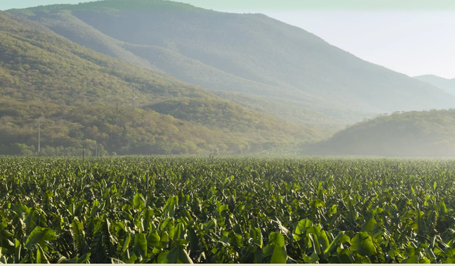 GROW Organics image 3