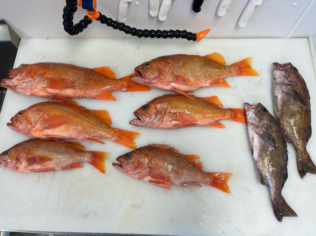 Port Orford Sustainable Seafood image 7