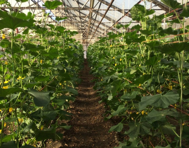 Hikari Farms image 1