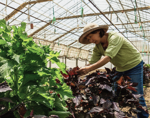 Hikari Farms image 2