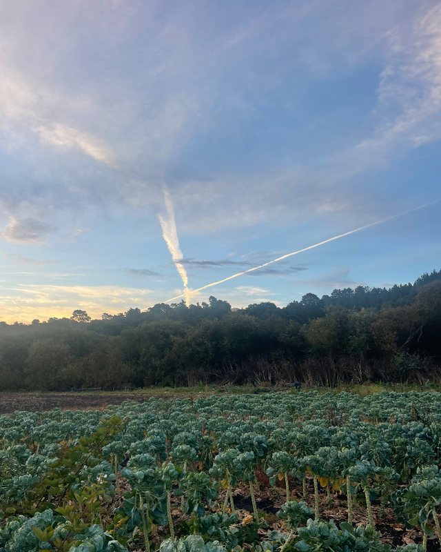 JSM Organics image 6