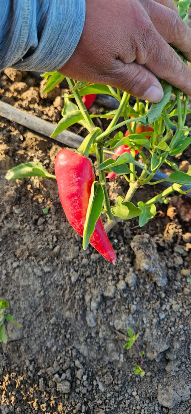 Narci Organic Farm image 12