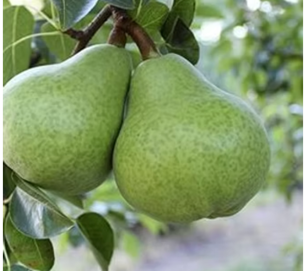 Stillwater Orchards image 1